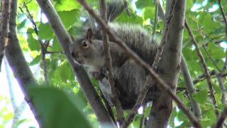 Crazy Squirrel SCREAMING Sound On [upl. by Tove920]