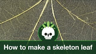 How to make skeleton leaves [upl. by Akenn]