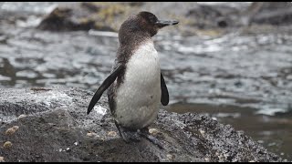 Meet the Galápagos Penguin  Lindblad ExpeditionsNational Geographic [upl. by Yates707]