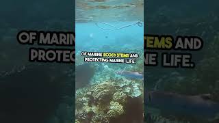 MARINE BIOREMEDIATION marinebioremediation environmentalimpact oceansustainabilitycleanouroceans [upl. by Basset]