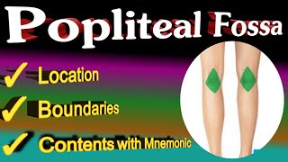 popliteal fossa anatomy  mnemonic [upl. by Isnam992]