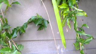 Cats Claw Vine seed pods  Macfadyena unguis cati  Uncaria tomentosaHD 01 [upl. by Salita]