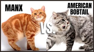 Manx Cat VS American Bobtail Cat [upl. by Alohs]