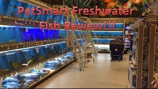 PetSmart Freshwater Fish Review  Buying Aquarium Fish From PetSmart [upl. by Mali]