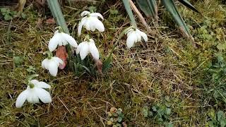 Blooming Galanthus nivalis cv in the garden Václav Kovalčík Zlín [upl. by Parthena297]