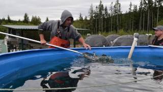 Working in Salmon Farming Freshwater [upl. by Song368]