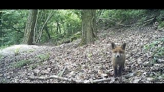 Renards  pris au quotpiège VIDEOquot   Bushnell TrophyCam [upl. by Mariele55]