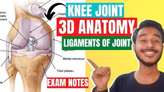 Knee Joint Anatomy 3D  Ligaments of knee joint anatomy in hindi  Knee Joint Ligaments Anatomy [upl. by Vivian]