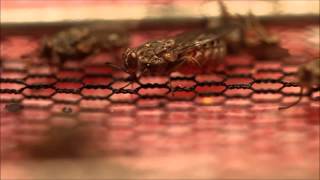 Female Tsetse Fly Feeding [upl. by Marie-Jeanne791]