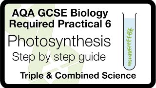 AQA GCSE Biology Required Practical 6 Photosynthesis  Light Intensity amp Rate of Photosynthesis [upl. by Earla]