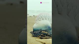 Beware the Portuguese Man o War [upl. by Assena]