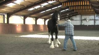 Shire Horse Society International Stallion Inspection [upl. by Atena]