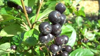 Aronia im eigenen Garten anbauen und vermehren [upl. by Luebke]