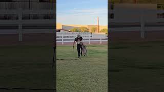 Cane Corso clean bite dogtraining phoenixdogtraining germanshepherd [upl. by Nereil339]