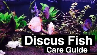 Discus Fish Care  Tank Size amp Food [upl. by Aivato]