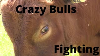 Crazy Bulls Fighting for Dominance RAW FOOTAGE [upl. by Romelda]