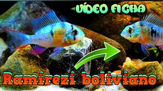 MIKROGEOPHAGUS ALTISPINOSUS RAMIREZI BOLIVIANO Cuidados en ACUARIOS [upl. by Rice942]