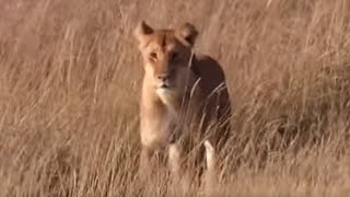 Lioness Protecting Her Cubs from Danger  BBC Earth [upl. by Nikolos747]