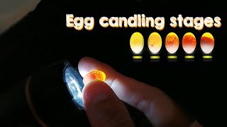 Eggs Candling Development Stages Aviary Birds in the Bird Gallery [upl. by Asilanom]