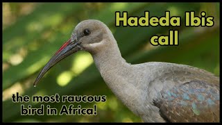 Hadeda Ibis call the most raucous bird in Africa [upl. by Fenner]