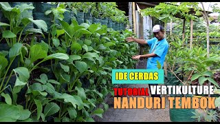 quot Nanduri Tembok quot Menanam Sayur di Tembok  Berkebun di lahan sempit [upl. by Jeniece]