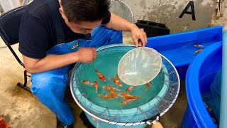 How does a KOI BREEDER selectively breeds his fish  SENBETSU DAINICHI KOI FARM JAPAN [upl. by Acinor961]