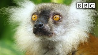 Lemurs get high  Spy in the Wild  BBC [upl. by Nired]