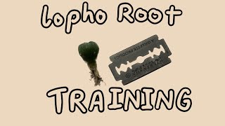 Lophophora Williamsii Root Training Guide How to train Peyote roots for faster growth Repotting [upl. by Bendite]