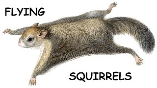 Flying Squirrels Fly Off Deck [upl. by Anahpos]