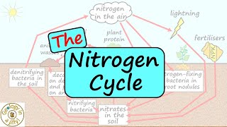 The Nitrogen Cycle [upl. by Levy]