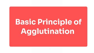 Explain Basic Principle of Agglutination [upl. by Cuthburt]