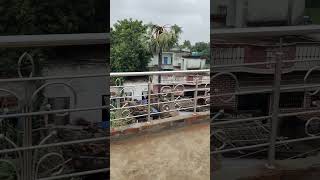 Home Railing Design 🌐 Steel railingcleaning shortvideo ytshorts SauravKumarYtShorts reels [upl. by Pilar]