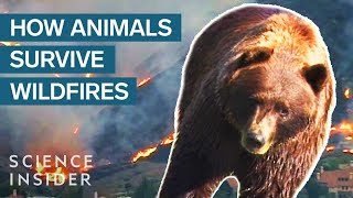 What Happens To Wild Animals During A Wildfire [upl. by Surazal452]