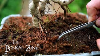 Pruning My Dwarf Schefflera Bonsai The Bonsai Zone June 2019 [upl. by Winston]