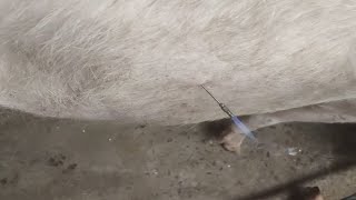 Releasing Methane Gas From A Bloated Cow [upl. by Dyol]