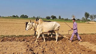 How to Plough the Field With Bulls The Traditional Way  Ploughing Field with Oxen [upl. by Romo75]