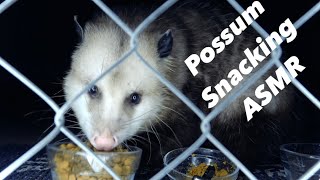 Cute Possum ASMR to Eat Trash amp Relax to [upl. by Malia]