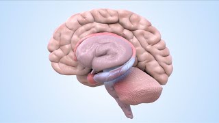 How does DNA methylation impact synaptic transmission [upl. by Licht203]