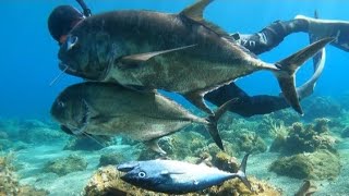 BEST SPEARFISHING  GREAT TREVALLY  DOG TOOTH TUNA  SPEARFISHING PHILIPPINES  BANTOON [upl. by Vachil]