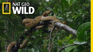 Welcome to Snake Island  Brazil [upl. by Assenad385]