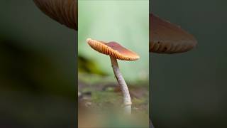 Garden Mushroom Photography [upl. by Nednarb]