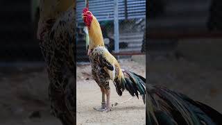 sandaseval videos  sandakoli valarppu  kattu seval shorts rooster aseel [upl. by Pauletta489]