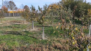 Livada aflată în anul doi de la plantare 🍒🍎🍐găurile au fost executate cu motoburghiul ✅ [upl. by Nosyla]