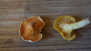 Chanterelle vs False Chanterelle [upl. by Lrigybab690]