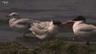 Caspian Tern [upl. by Orian]