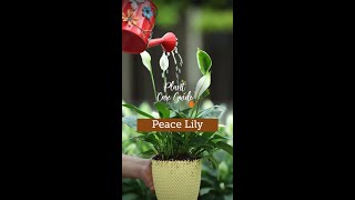 Plant Care Guide  Peace Lily [upl. by Torosian875]