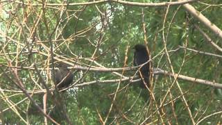 Call of the Brownheaded Cowbird Molothrus ater [upl. by Maible]