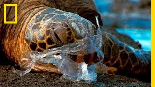 See How It Feels to Be an Ocean Animal Stuck in a Plastic Bag  National Geographic [upl. by Beata529]