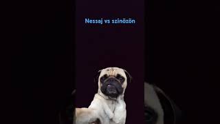 Nessaj vs színözön [upl. by Kenti]