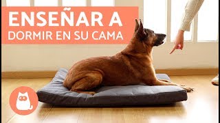 Enseñar a mi PERRO a dormir en su CAMA [upl. by Enelehs]